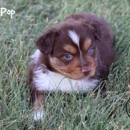 Pop - Red tri female Miniature Australian Shepherd puppy in Garden Plain, Kansas from Krazy K Aussies