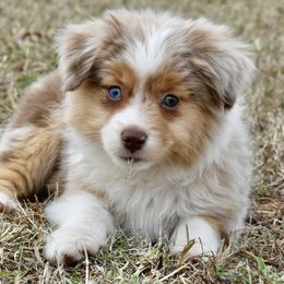 Russell Terrier, Miniature Australian Shepherd, and Toy Australian Shepherd Puppies from Rustic Lace Mini Aussies