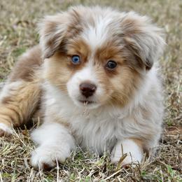 Russell Terrier, Miniature Australian Shepherd, and Toy Australian Shepherd Puppies from Rustic Lace Mini Aussies