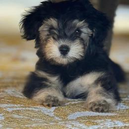 Yorkipoo Puppies from TheSocialk9