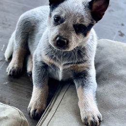 Australian Cattle Dog Puppies from Tin Roof Australian Cattle Dogs