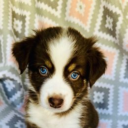 Australian Shepherd Puppies from Jo’s Aussies
