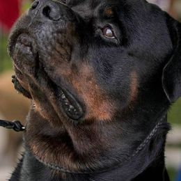 Rottweilers from VonBaker Rottweilers