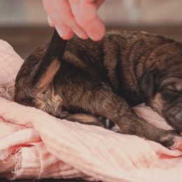 Poodle Puppies from Setting the Standard Poodles