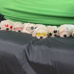 Golden Retriever Puppies from Kashmir’s Golden Retrievers