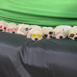Golden Retriever Puppies from Kashmir’s Golden Retrievers