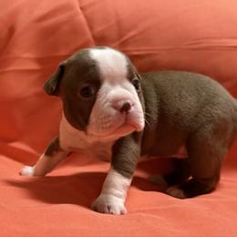 Neva - Red female Boston Terrier puppy in Kingsport, Tennessee from Dreamweaver Bostons