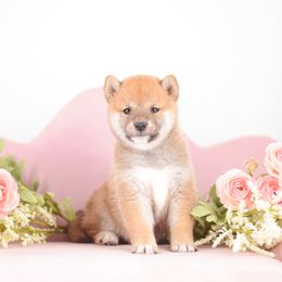 Saree 🩷 Red Girl - Red female Shiba Inu puppy in Neosho, Missouri from Sunny Terrace Shibas