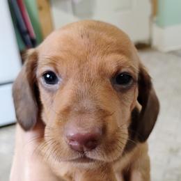 Nutmeg - Red female Dachshund puppy in Windom, Minnesota from Wyrmhund Dachshunds