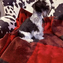 Miniature Schnauzer Puppies from R&T Tx Mini Schnauzers