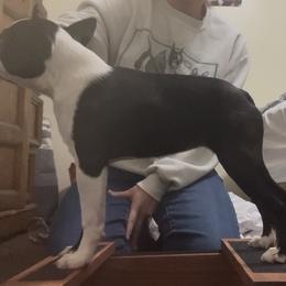 Bennie - Black and white female Boston Terrier puppy in China Grove, North Carolina from To-Sa’s Kennel