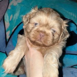 Henry - Lilac male Shih Tzu puppy in Birmingham, Alabama from Lavender Lane Tzus