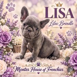 Lisa - Blue female French Bulldog puppy in Avondale, Arizona from Montes House of  Frenchies