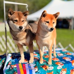 Shiba Inu puppies from Tobitatsu Shiba Inu