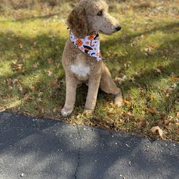 Claude - Poodle