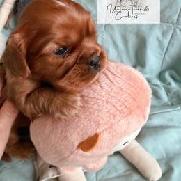 Cavalier King Charles Spaniel and Cavapoo Puppies from Unicorn Tears and Cavaliers