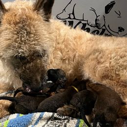 Puppy girl numbet 6 - Red sable Belgian Laekenois puppy in Ball Ground, Georgia from COSWALD  BELGIAN  LAEKENOIS
