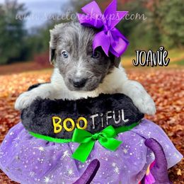Joanie - White and gray female Newfoundland puppy in Cambridge, Ohio from Sweet Creek Pups