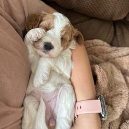 Pebble - Parti female Goldendoodle puppy in Crothersville, Indiana from Wischmeier’s Doodles