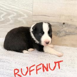 Ruffnut - Black and white female Border Collie puppy in Sanger, California from Flying M Cactus Ranch Buddies
