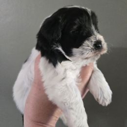 Girl 2 - Parti female Miniature Schnauzer puppy in Hickory, North Carolina from Selene's Schnauzers