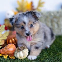 Jesse - Blue merle male Miniature American Shepherd puppy in Granbury, Texas from Best Little Aussies