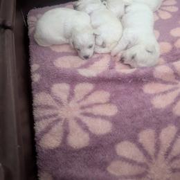 Bichon Frise Puppies from Jawoofski's Bichons