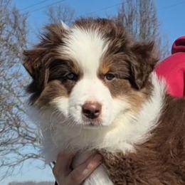 Mesa - Red tri-color female Australian Shepherd puppy in Appomattox, Virginia from Danell Australian Shepherd