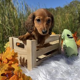 Salsa - Red female Dachshund puppy in Alice, Texas from Crimson’s longhair Dachshunds