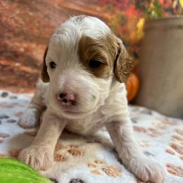 Zora - Blenheim female Cavapoo puppy in Lebanon, Missouri from Danielle’s Doodles