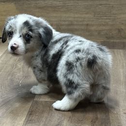 Rocky - Blue merle and white male American Corgi puppy in Hico, Texas from Chisholm Trail Kennels