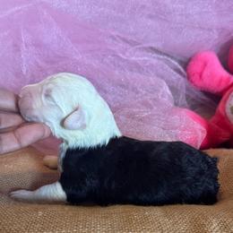 AKC Rosie - Gray and white female Old English Sheepdog puppy in Fair Grove, Missouri from Prata's OES