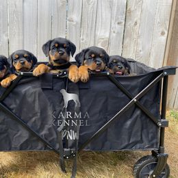 Rottweiler Puppies from KarmaKennelPNW