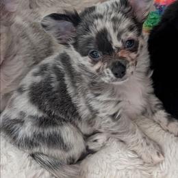 Meeka - Blue merle female Chihuahua puppy in Casper, Wyoming from Coffey Chihuahua Café