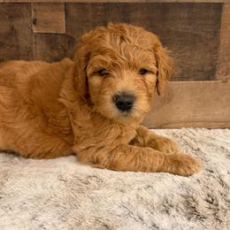Army Green Boy - Apricot male Goldendoodle puppy in San Augustine, Texas from Vintage Doodles