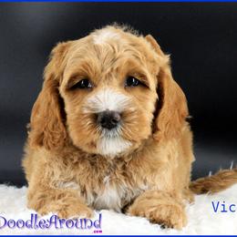 Victor - Apricot male Australian Labradoodle puppy in Billings, Montana from Doodle Around