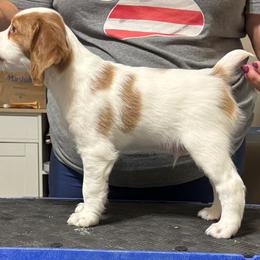 Brittany Puppies from Christmas Acres Brittanys