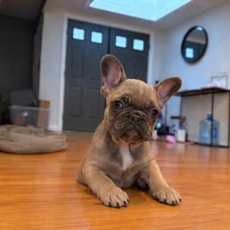 Daisy - Fawn female French Bulldog puppy in Orange, California from French Farms