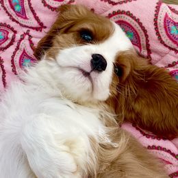 Cavalier King Charles Spaniel Puppies from Bella Fleur Cavaliers