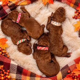 Girl 1 - Red  female Poodle puppy in Mc Henry, Illinois from Sunset Maple Poodles