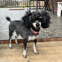 Cocoa - Poodle