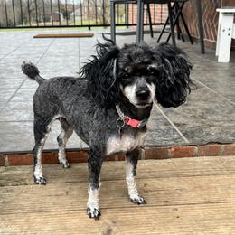 Cocoa - Poodle