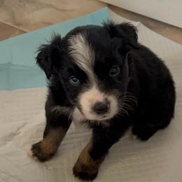 Kylo - Black tri male Miniature Australian Shepherd puppy in Denair, California from CenCal Mini Aussies