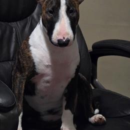 Bull Terrier Puppies from Lynn Hill Bull Terriers