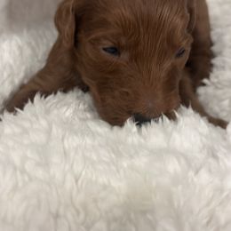 Goldendoodle Puppies from Betsy-Doodles