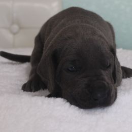 Sawyer - Blue male Great Dane puppy in Leonard, Texas from Rising Star Kennels