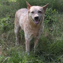 Kaci - Red mottled female Australian Cattle Dog puppy in Mena, Arkansas from Red Desert Australian Cattle Dogs