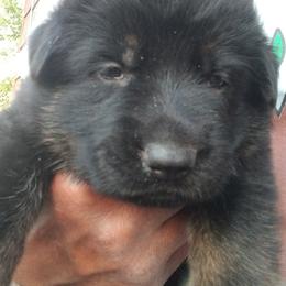 Girl 1 - female German Shepherd puppy in Brooksville, Florida from Kennel: Von Stephan Max Shepherds/Partner at Euro-American K-9