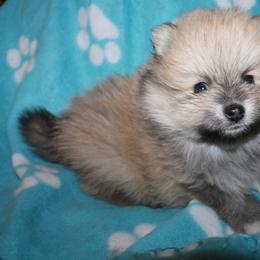 Pomeranian Puppies from Passionate PomPoms