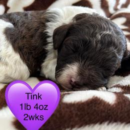 Tinkerbell - Brown female Poodle puppy in Mineral Wells, Texas from S.H.A.R.P.’s Toy Poodles